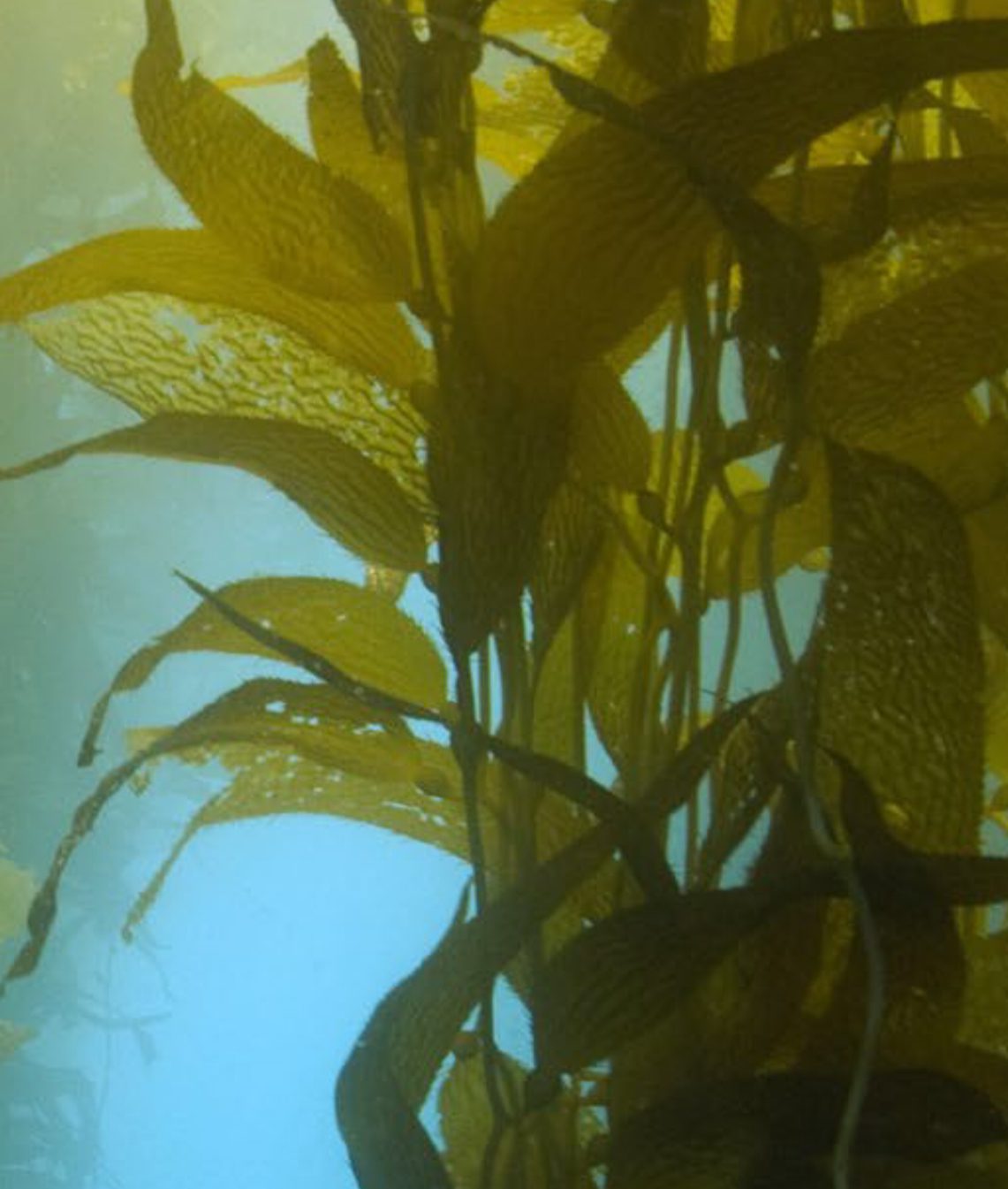 Los beneficios de las algas marinas